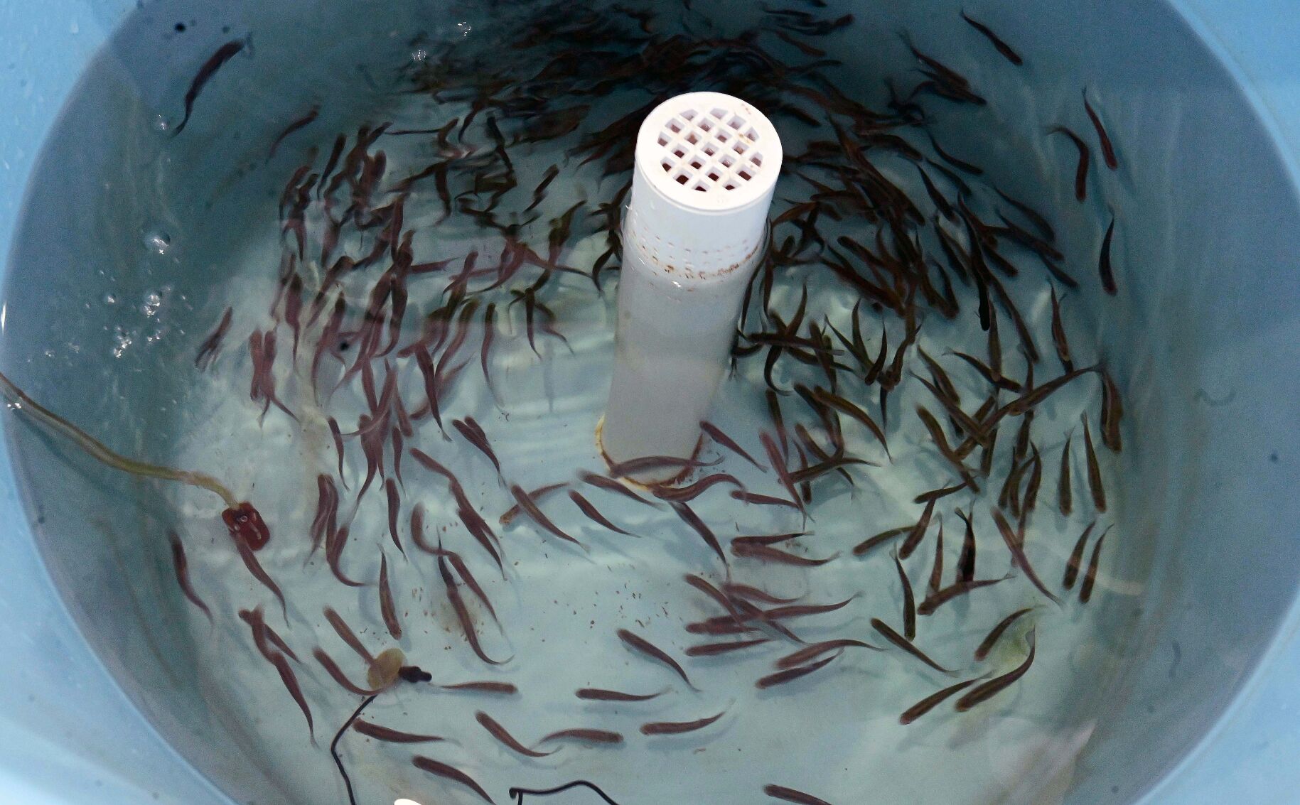 011722-ot-hatchery-dg 03.JPG